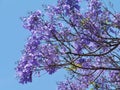 Violet opposite blue in the Australian nature Royalty Free Stock Photo