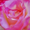 Violet orange colored rose flower soft and airy closeup Royalty Free Stock Photo