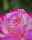 Violet orange colored rose flower soft and airy closeup Royalty Free Stock Photo