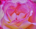 Violet orange colored rose flower soft and airy closeup Royalty Free Stock Photo