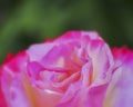 Violet orange colored rose flower soft and airy closeup Royalty Free Stock Photo