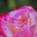 Violet orange colored rose flower soft and airy closeup Royalty Free Stock Photo