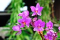 Violet orchid