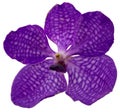 Violet orchid