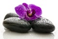 Violet orchid on black spa stones with water drops