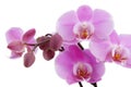 Violet orchid blossom closeup