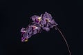 Violet orchid flower on black background close up Royalty Free Stock Photo