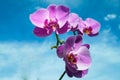 Violet Orchid 1 Royalty Free Stock Photo