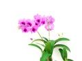 Violet orchid flower branch on white background Royalty Free Stock Photo