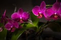 Violet orchid flower on dark background Royalty Free Stock Photo