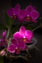 Violet orchid flower on dark background Royalty Free Stock Photo