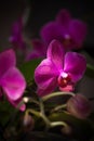 Violet orchid flower on dark background Royalty Free Stock Photo