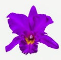 Violet orchid flower Royalty Free Stock Photo