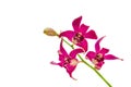 Violet orchid flower isolated on white background  with clipping path Royalty Free Stock Photo