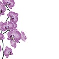 Violet orchid flowers branch. A summer spring exotic tropical decorative bouquet. Royalty Free Stock Photo