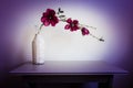 Violet orchid flowers in white vase Royalty Free Stock Photo