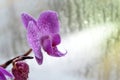 Violet orchid on glass in rainy day Royalty Free Stock Photo