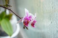 Violet orchid on glass in rainy day Royalty Free Stock Photo