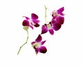 Violet orchid isolated on white background