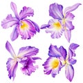 Violet orchid on isolated white background, watercolor botanical painting. Set flowers Royalty Free Stock Photo