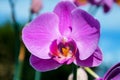 Violet Orchid 2 Royalty Free Stock Photo
