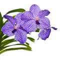 Violet orchid Vanda isolated on white Royalty Free Stock Photo