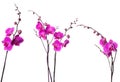 Violet orchid on white