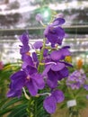 Violet orchids bloom beautifully in the garden, branches of orchid flowers.