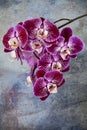 Violet orchids detail Royalty Free Stock Photo