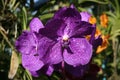 Violet orchids on green background. Vanda Orchid.