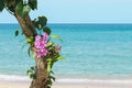 Violet orchids growing on a tree on a beach in Thailand. Royalty Free Stock Photo