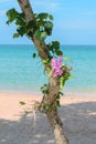 Violet orchids growing on a tree on a beach in Thailand