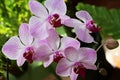 Violet orchids. Orchid is queen of flowers.