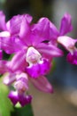 Violet orchids in tropical garden Royalty Free Stock Photo