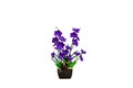 Violet orchird in wooden pot Royalty Free Stock Photo