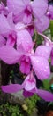 Violet orcid flowers