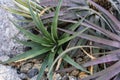 Violet orthophytum burle marxii succulent plant