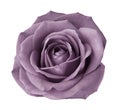 Violet ose on a white isolated background with clipping path. no shadows. Closeup.