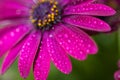 Violet Osteospermum ecklonis marco with drops