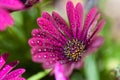 Violet Osteospermum ecklonis marco with drops