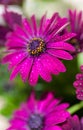 Violet Osteospermum ecklonis marco with drops