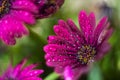 Violet Osteospermum ecklonis marco with drops