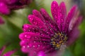 Violet Osteospermum ecklonis marco with drops