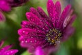 Violet Osteospermum ecklonis marco with drops