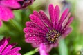 Violet Osteospermum ecklonis marco with drops