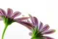 Violet Osteospermum with water droplets