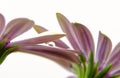 Violet Osteospermum with water droplets