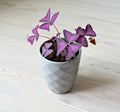 Violet oxalis house plant and grey ceramic pot