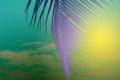 Violet palm leaf on yellow green sky background. Tropical nature abstract toned photo. Psychedelic coco palm leaf Royalty Free Stock Photo