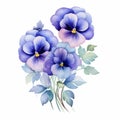 Vintage Watercolor Pansy Floral Illustration On White Background Royalty Free Stock Photo